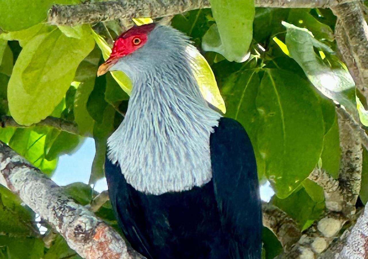 Chateau De Feuilles & - Praslin Island Baie Sainte Anne