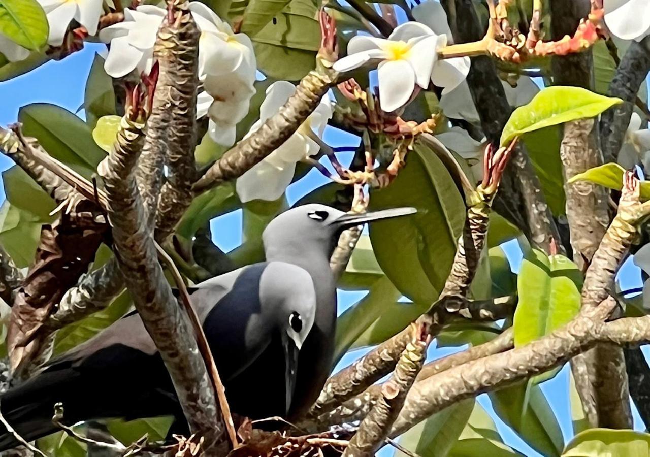Hotel Chateau De Feuilles & - Praslin Island
