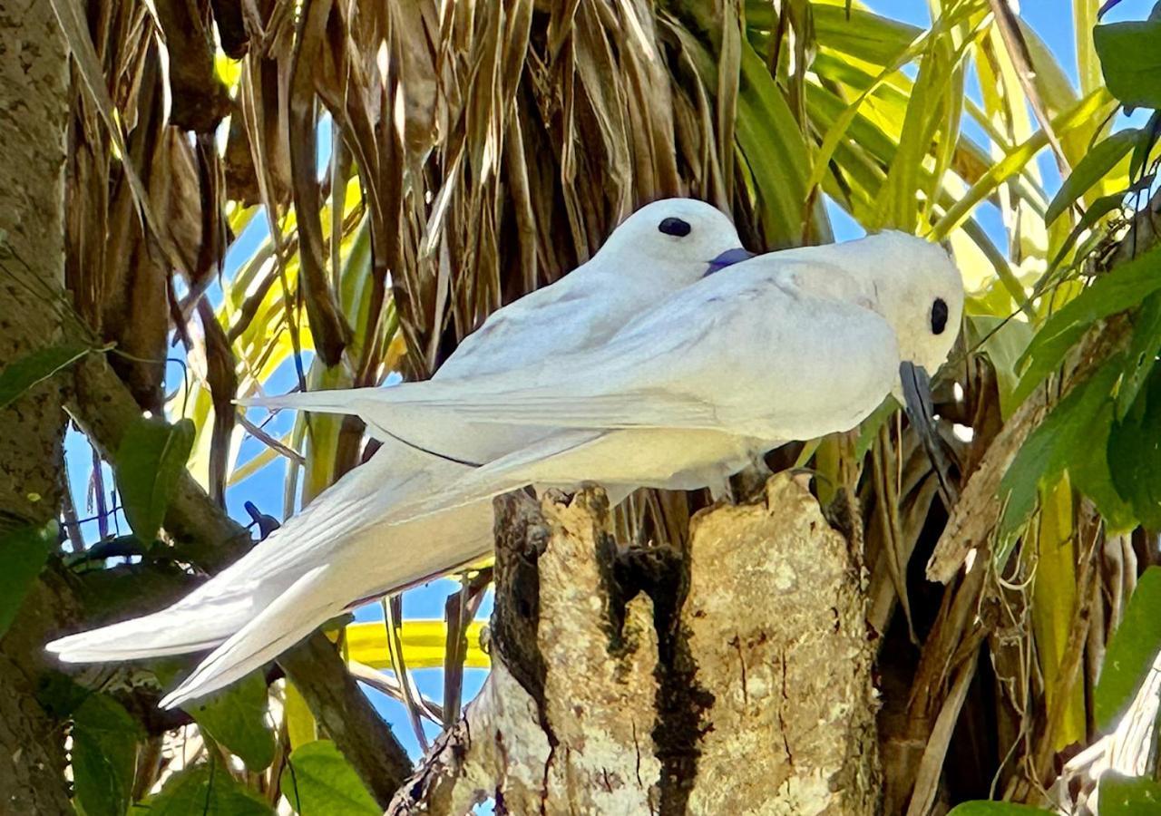 Chateau De Feuilles & - Praslin Island